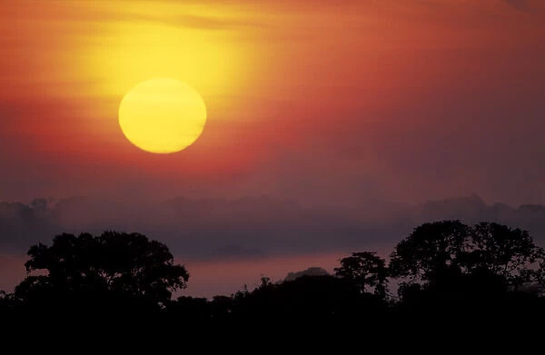 South America, Peru, Amazonia Tambopata River Sun rising over rain forest