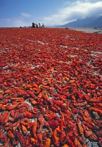 South America, Peru, Ancash Region. During the chili harvest a gorgeous carpet of crimson