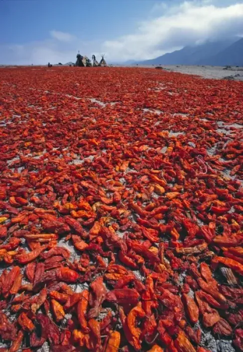 Framed Print : South America, Peru, Ancash Region. During the chili harvest a gorgeous carpet of crimson Framed Print : South America, Peru, Ancash Region. During the chili harvest a gorgeous carpet of crimson