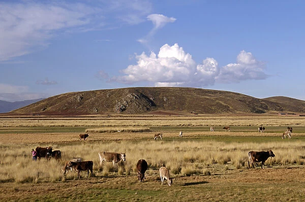 South America, Peru, the Andes. Cows grazing on an Andean plateau