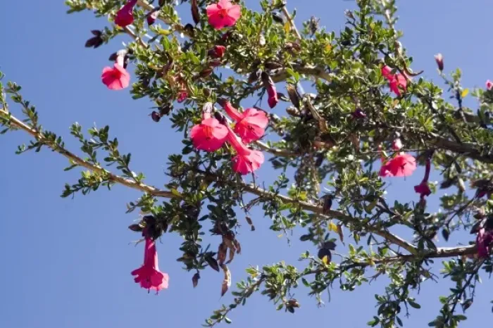 Framed Print : South America - Peru. Blooming flower (Kantu) at Taquile Island on Lake Titicaca