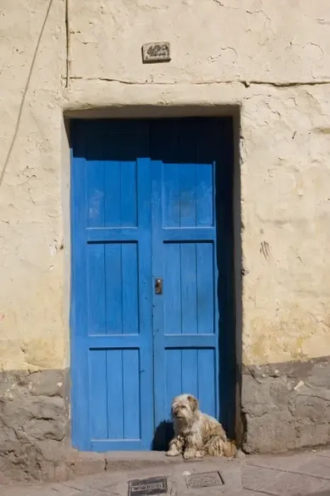 Framed Print : South America - Peru. Blue residential door with dog in Cusco Framed Print : South America - Peru. Blue residential door with dog in Cusco
