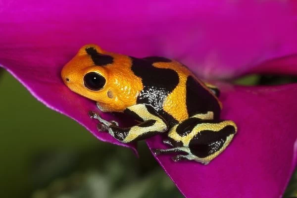 South America, Peru. Close-up of Intermedius imitator frog