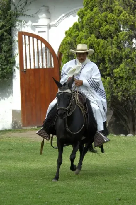 Framed Print : South America, Peru, Lima. Historic Peruvian Paso horse ranch, Chacra Tres Canas