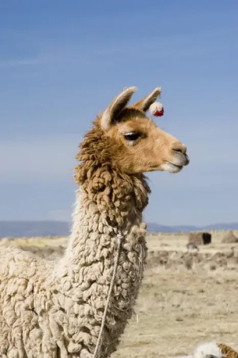 Framed Print : South America - Peru. LLama posing near Puno