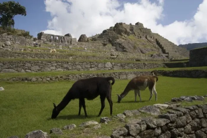 Framed Print : South America - Peru. Llamas feeding on main plaza in the lost Inca city of Machu Picchu