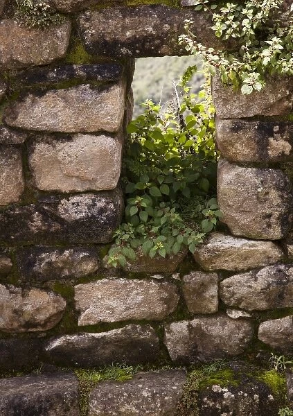 South America, Peru, Machu Picchu. Plants take root in a stone window. (UNESCO World