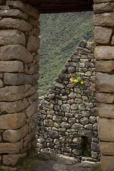 South America, Peru, Machu Picchu. Yellow flowers seen through a stone window take