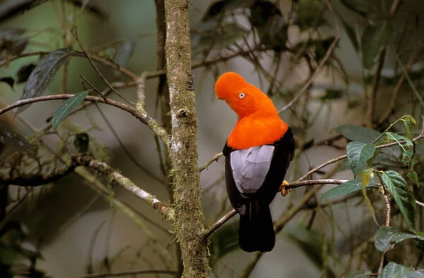 South America, Peru, Manu Cloud Forest. Andean Cock-of-the-Rock (Rupicola peruviana)