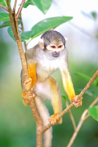 South America, Peru, Manu National Park, Rainforest. Squirrel Monkey (Saimiri sciureus)