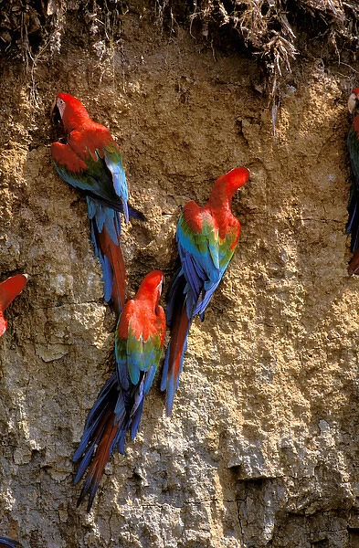 South America, Peru, Manu National Park, Rainforest. Scarlet Macaws (Ara macao)