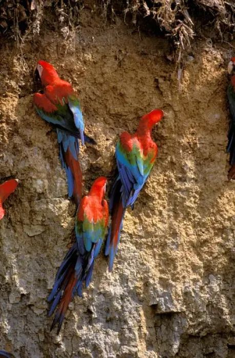 Framed Print : South America, Peru, Manu National Park, Rainforest. Scarlet Macaws (Ara macao)