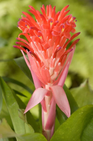 South America, Peru, Manu NP. Bromeliads flower ( Guzmania fam. )