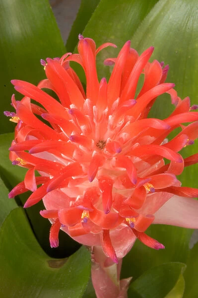 South America, Peru, Manu NP. Bromeliads flower ( Guzmania fam. )