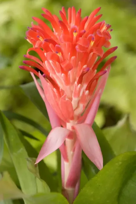 Framed Print : South America, Peru, Manu NP. Bromeliads flower ( Guzmania fam. ) Framed Print : South America, Peru, Manu NP. Bromeliads flower ( Guzmania fam. )