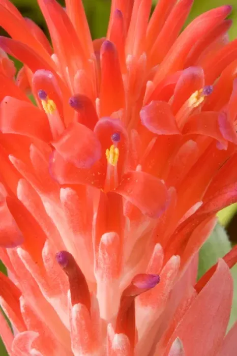 Framed Print : South America, Peru, Manu NP. Bromeliads flower ( Guzmania fam. ) Framed Print : South America, Peru, Manu NP. Bromeliads flower ( Guzmania fam. )