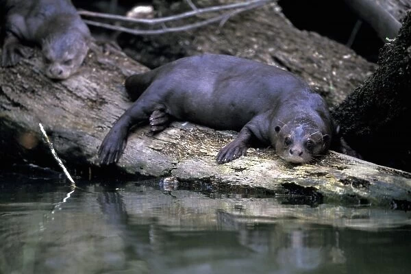South America, Peru, Manu River Region. Giant River Otter (Lutra longicaudis)