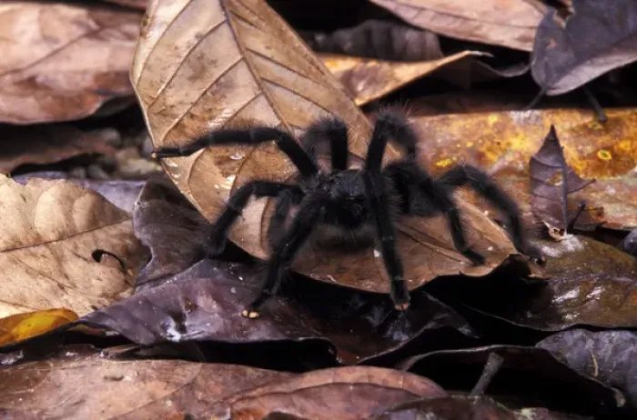 Framed Print : South America, Peru, Manu River Region. Tarantula