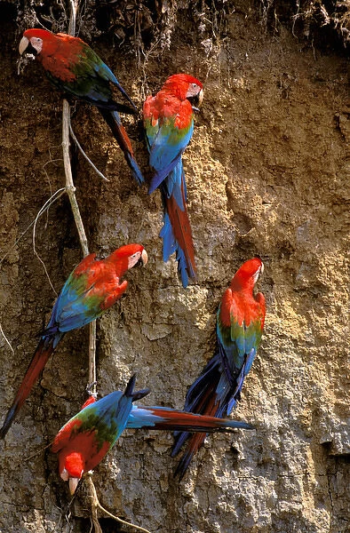 South America, Peru, Rainforest. Scarlet Macaws (Ara macao)
