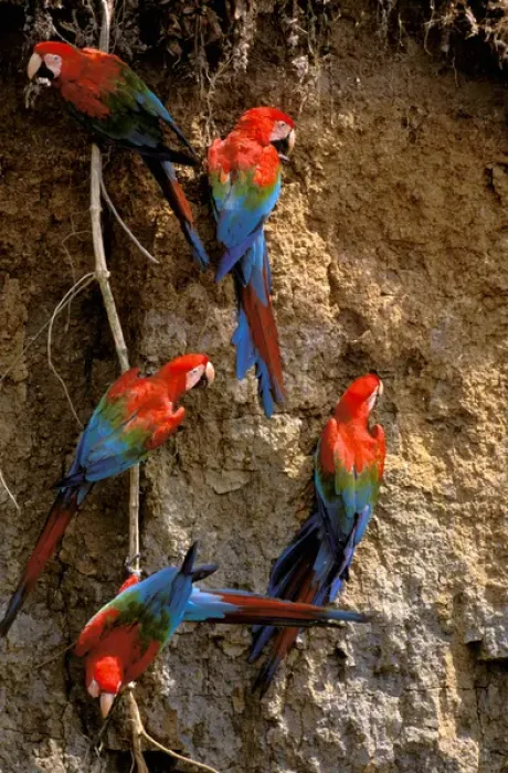 Framed Print : South America, Peru, Rainforest. Scarlet Macaws (Ara macao) Framed Print : South America, Peru, Rainforest. Scarlet Macaws (Ara macao)