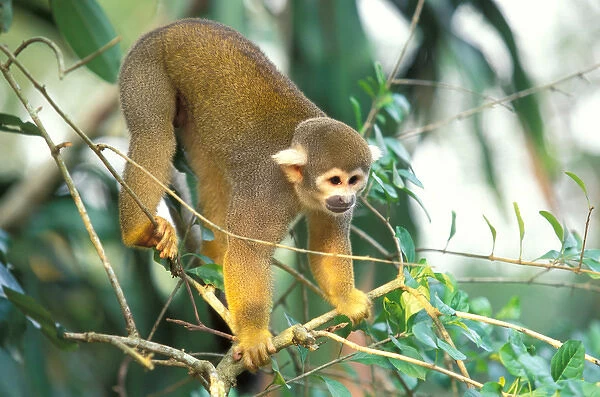 South America, Peru, Rainforest. Squirrel Monkey (Saimiri sciureus)