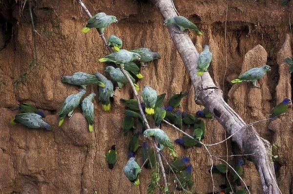 South America, Peru, Rainforest. Mealy Parrots at clay lick