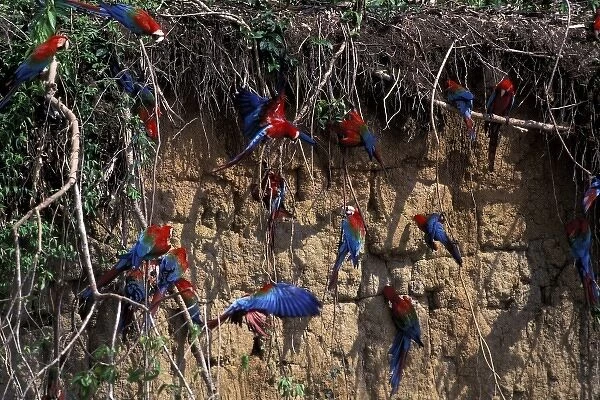 South America, Peru, Rainforest. Red and green Macaws (Ara chloroptera) at clay lick