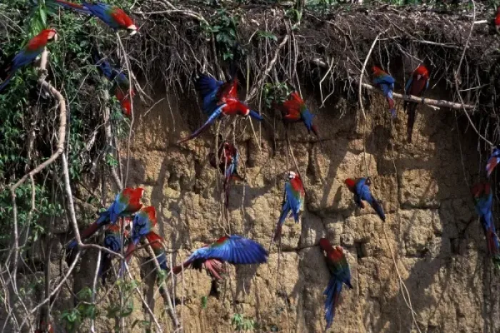 Framed Print : South America, Peru, Rainforest. Red and green Macaws (Ara chloroptera) at clay lick