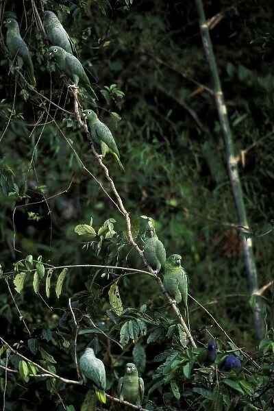 South America, Peru, Rainforest. Mealy Parrots