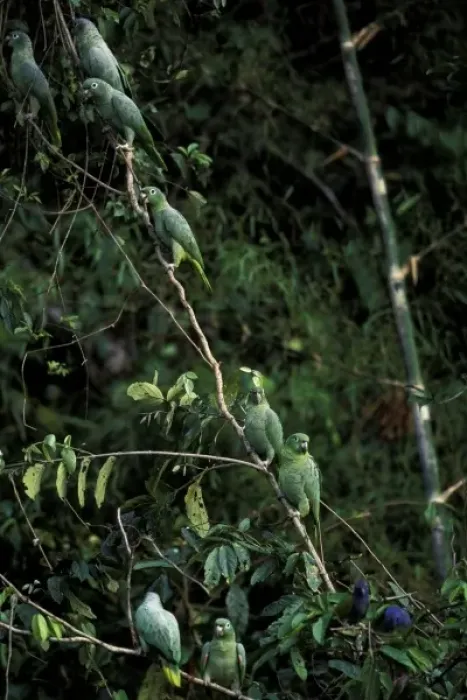 Framed Print : South America, Peru, Rainforest. Mealy Parrots Framed Print : South America, Peru, Rainforest. Mealy Parrots