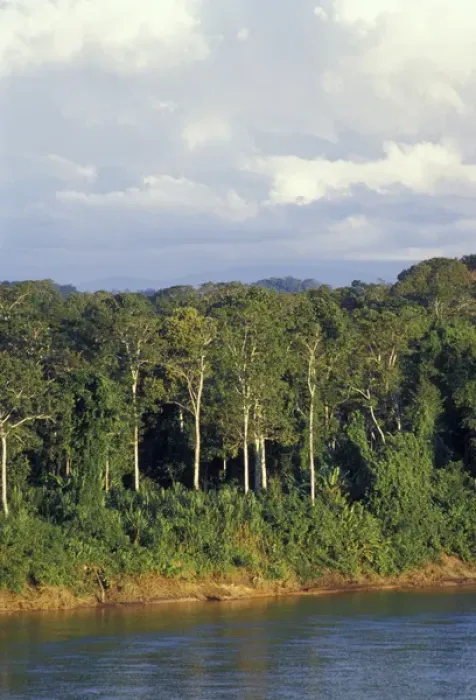 Framed Print : South America, Peru, Tambopata River, banks of the river, deep in the Peruvian Amazon s