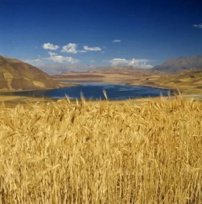 Framed Print : South America, Peru, Urubamba Valley. A shimmering field of barley grows in Urubamba Valley Framed Print : South America, Peru, Urubamba Valley. A shimmering field of barley grows in Urubamba Valley