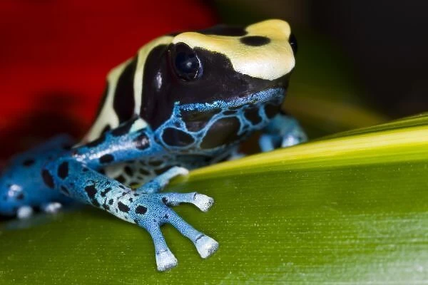 South America, Republic of Surinam. Close-up of poison dart frog on leaf. Credit as