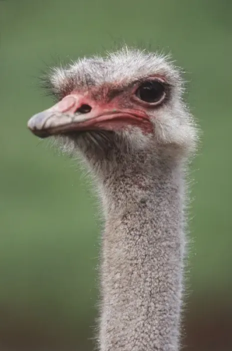 Framed Print : South America, Rhea (Rhea American), Close-Up