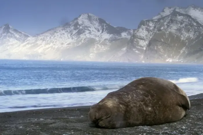 Framed Print : South America, South Georgia Island. Southern Elephant Seal (Mirounga leonina)