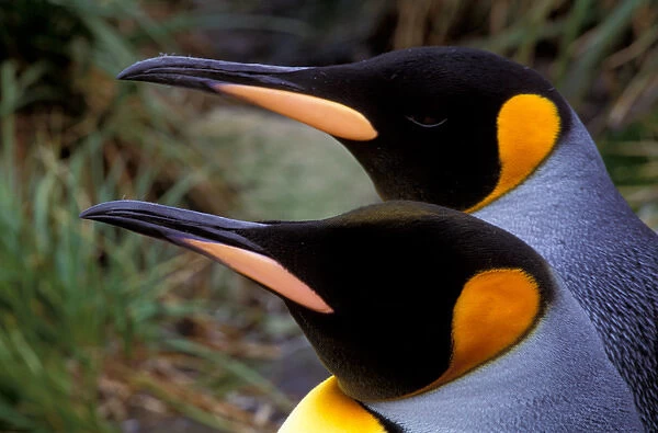 South America, South Georgia Island King Penguin (Aptenodytes patagonious)