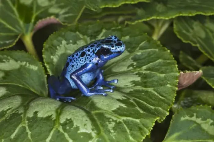 Framed Print : South America, Suriname Framed Print : South America, Suriname