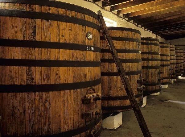 South America, Uruguay. Fine wine ages in huge oaken casks in a cool wine cellar