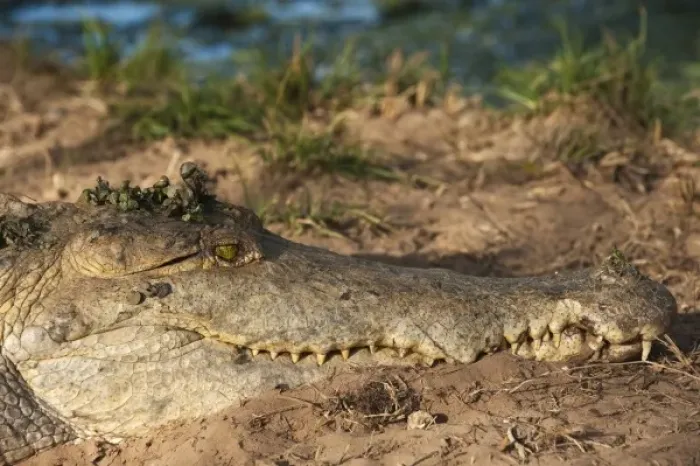 Framed Print : South America, Venezuela Framed Print : South America, Venezuela