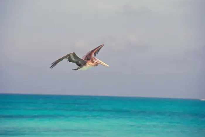 Framed Print : South America, Venezuela, Los Roques, Crasqui. Pelican in flight Framed Print : South America, Venezuela, Los Roques, Crasqui. Pelican in flight