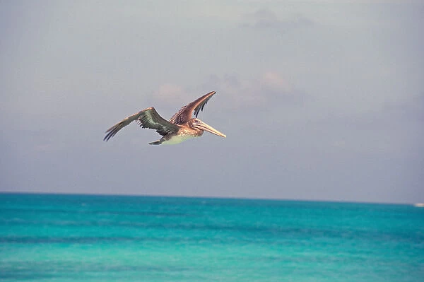 South America, Venezuela, Los Roques, Crasqui. Pelican in flight