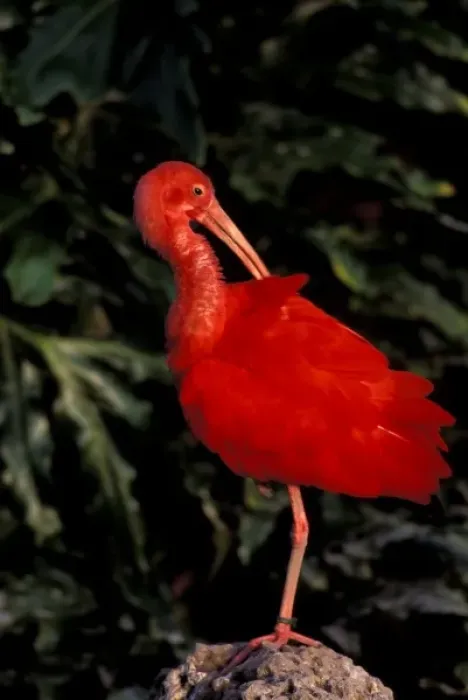 Framed Print : South America, Venezuela. Scarlet Ibis (Eddocimus ruber) Framed Print : South America, Venezuela. Scarlet Ibis (Eddocimus ruber)