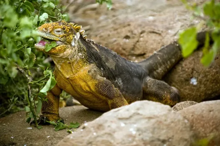 Framed Print : South Americaa, Ecuador, Galapagos Islands, Land Iguana eating vegetation on North Framed Print : South Americaa, Ecuador, Galapagos Islands, Land Iguana eating vegetation on North