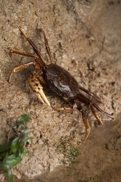 South American Freshwater Crab, (Pseudothelpusidae, Kingsleya sp. ) Family of freshwater