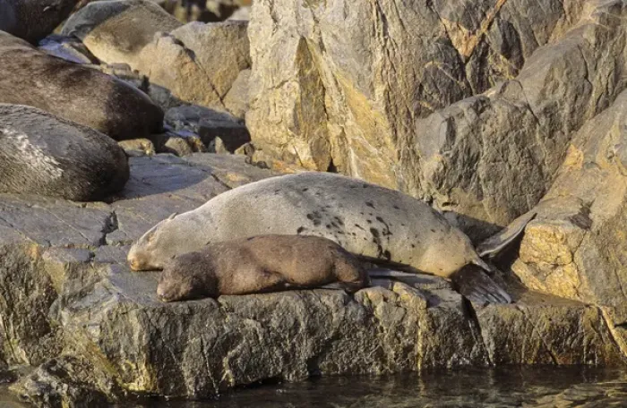 Framed Print : South American Fur Seal (Arctocephalus australis), Chile, mother and pubs on rock sleeping Framed Print : South American Fur Seal (Arctocephalus australis), Chile, mother and pubs on rock sleeping