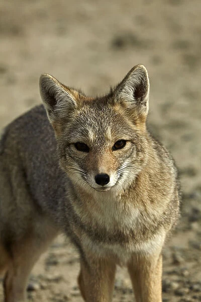 South American gray fox (Lycalopex griseus), Patagonia, Argentina
