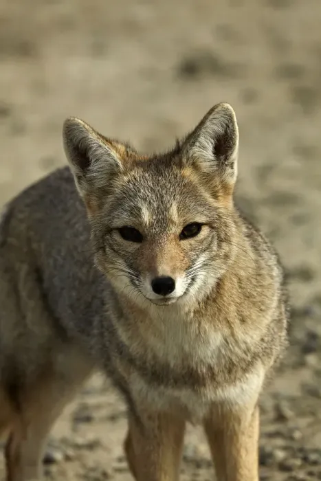 Framed Print : South American gray fox (Lycalopex griseus), Patagonia, Argentina