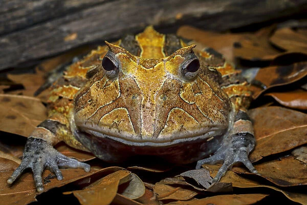 South American horned frog