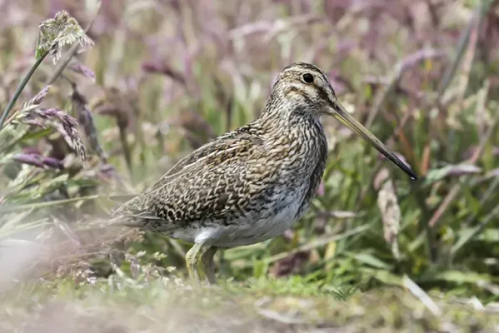Framed Print : South American snipe or Magellan snipe (Gallinago paraguaiae or Gallinago magellanica) Framed Print : South American snipe or Magellan snipe (Gallinago paraguaiae or Gallinago magellanica)