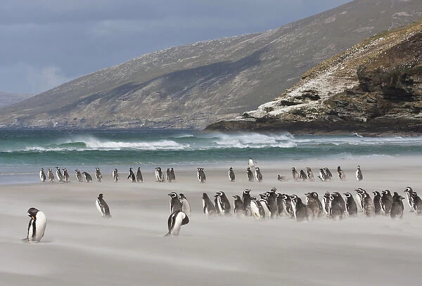 South Atlantic, Falkland Islands, Saunders Island. Magellanic penguins on sandy beach